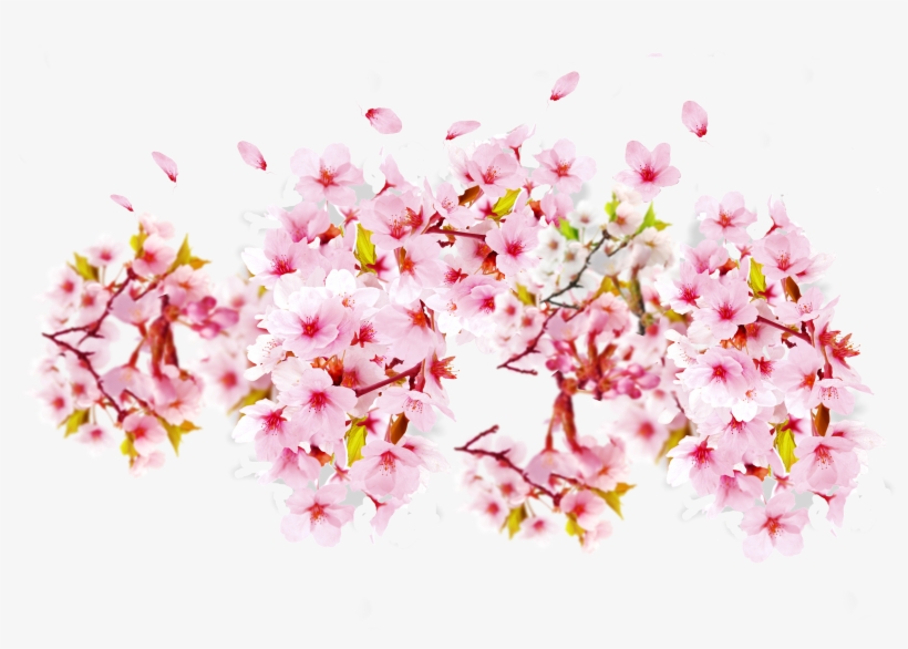 Diposting Oleh Bebas Terserahlu - Cherry Blossom, transparent png #2904627
