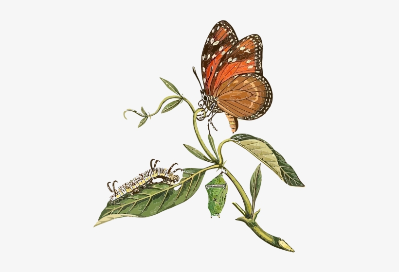 Danaus Eresimus Clip Art - Buyenlarge 'surinam Butterflies Moths And Caterpillars', transparent png #2905255