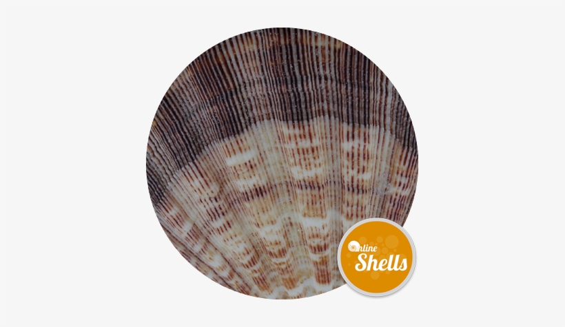 Lion - Coffee Table, transparent png #2906230