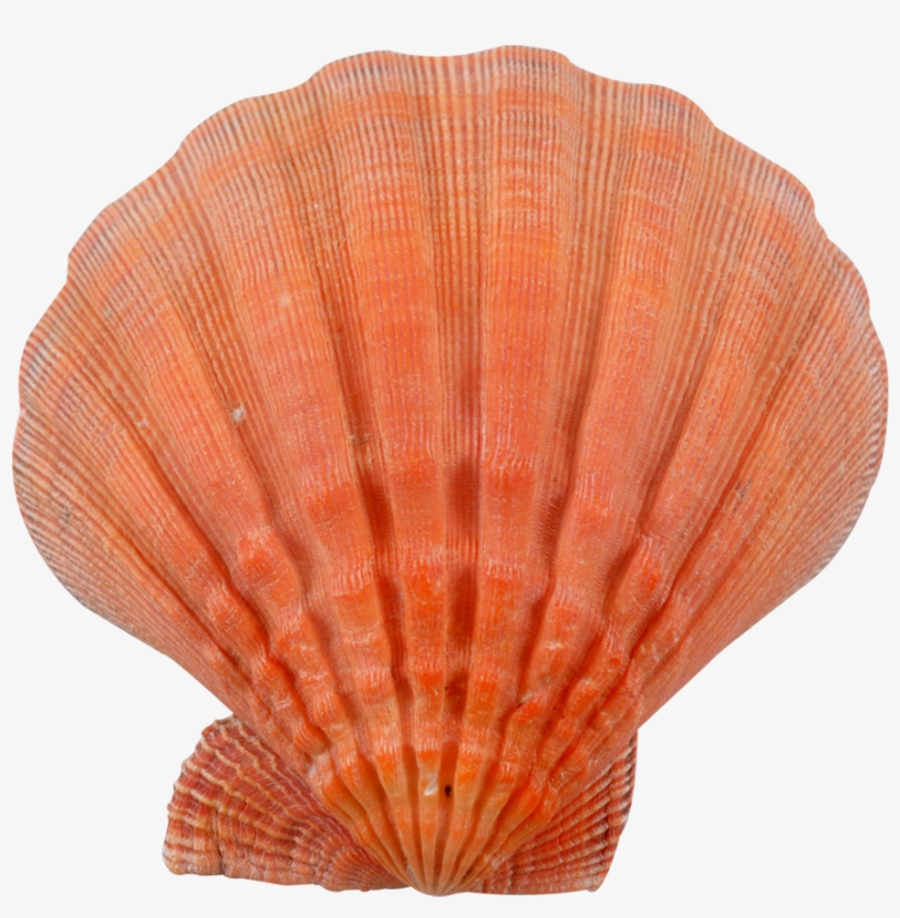 Lion, transparent png #2906320