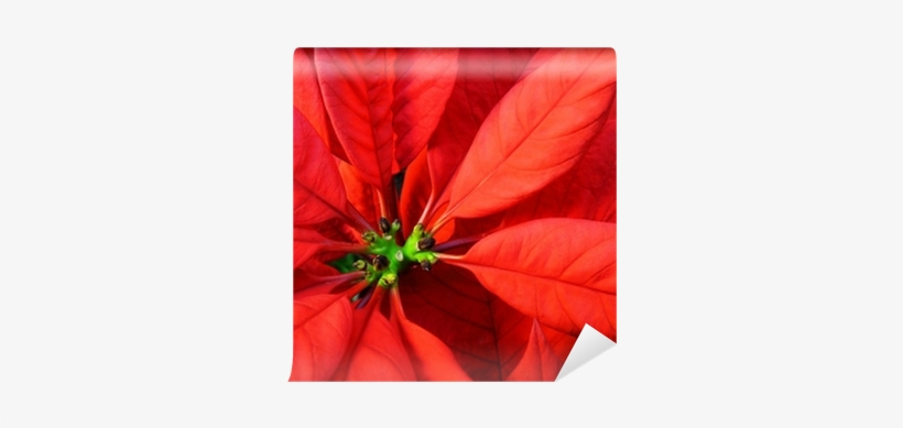 Fiore Stella Di Natale Primo Piano-poinsettia Christmas - Piano, transparent png #2906325