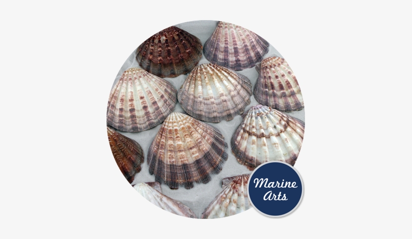 Lion - De Marchi, transparent png #2906404