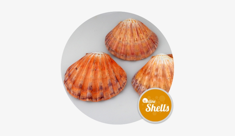 Polished - Pectinidae, transparent png #2906454