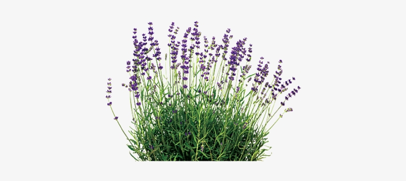 Lavender, transparent png #2906610