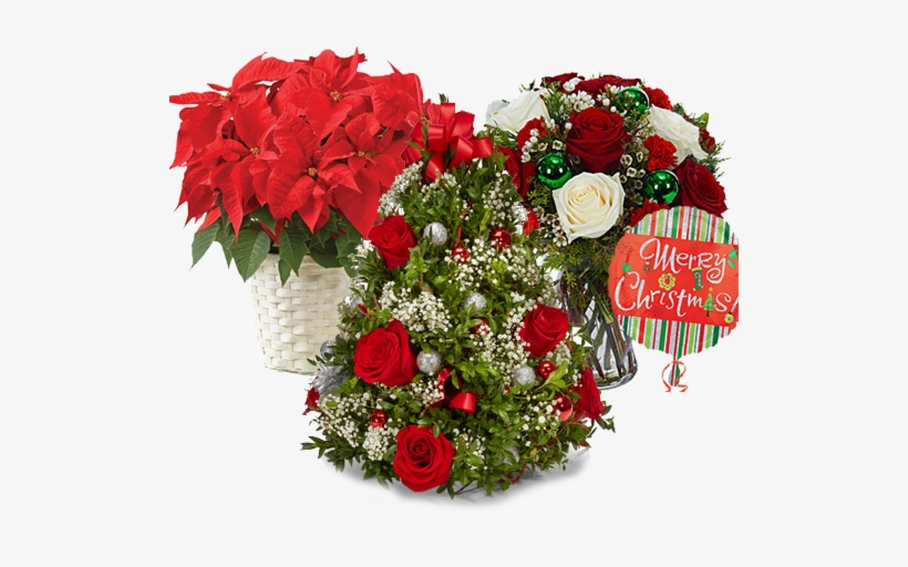 Christmas Gift Orders Accepting - Flowers Delivery - Red Roses & Fresh Greens - Christmas, transparent png #2906931