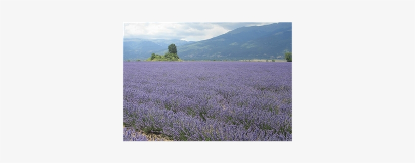 Roes Of Lavender Plant - English Lavender, transparent png #2907097