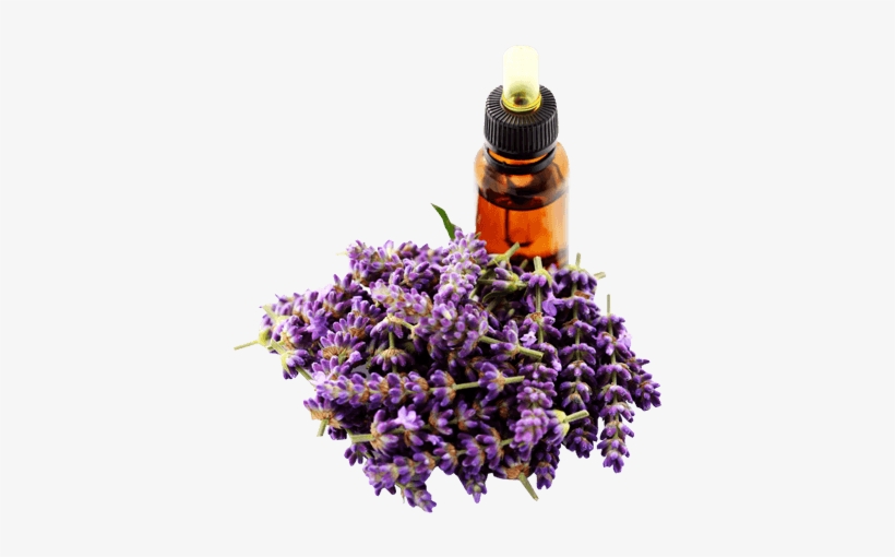 Lavender Oil - Lavender Oil Transparent, transparent png #2907195
