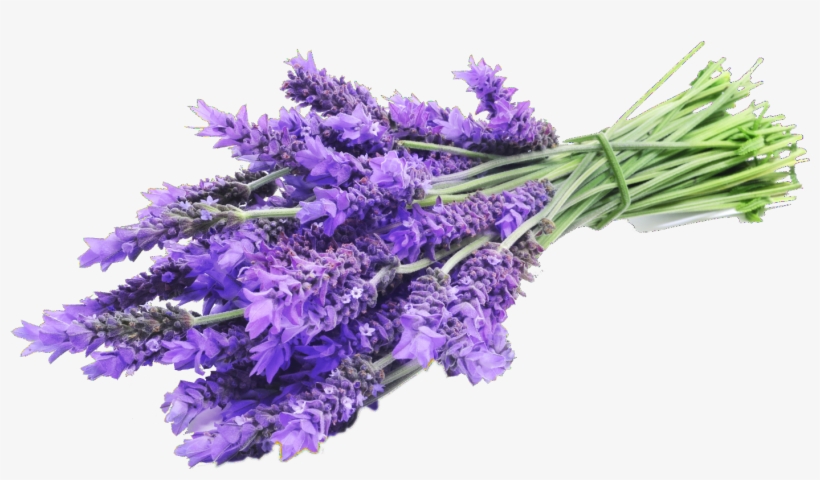 Cut Flowers - Lavender - Lavender Vanilla Fragrance Oil - 120ml - For Candle, transparent png #2907304
