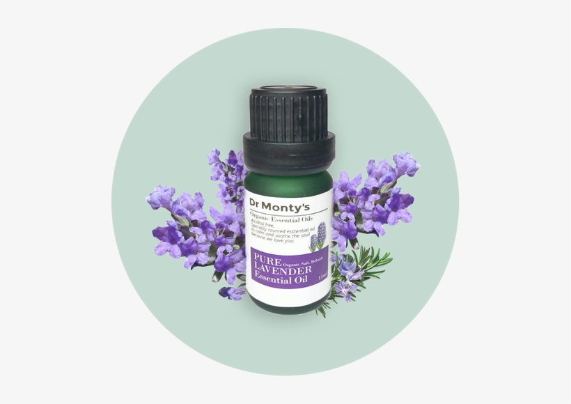 English Lavender, transparent png #2907325
