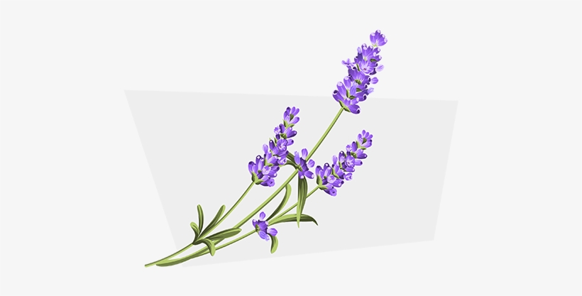 Linalool - Lavender White Background, transparent png #2907353