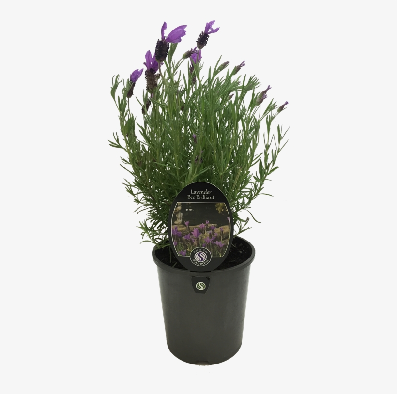 9l Lavender Bee Brilliant - Lavender, transparent png #2907380