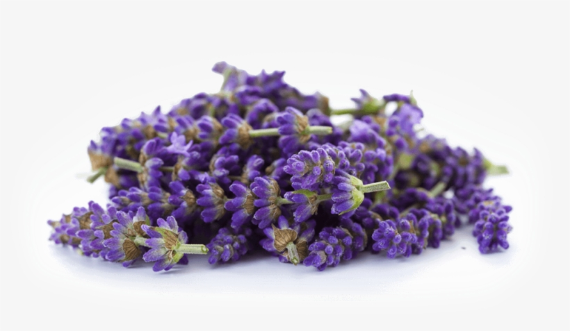 Lavender Png - Essential Oils 100% Pure Natural Therapeutic Grade, transparent png #2907466