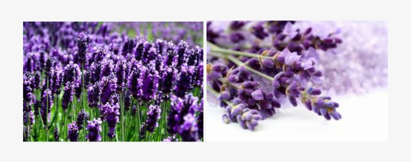 Wash It Wednesday Scentsy, transparent png #2907520