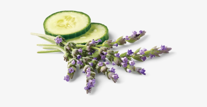 Derived From Lemongrass Plant - Avalon Organics Ultimate Moisture Cream, Lavender Renewal, transparent png #2907545