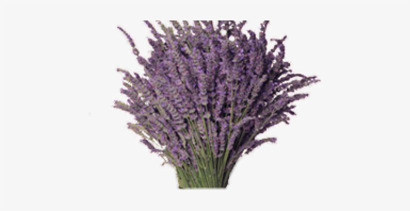 Lavender Clipart Transparent Background - Portable Network Graphics, transparent png #2907598