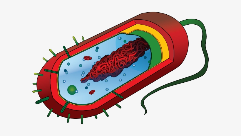 Bacterial Cell No Labels Svg Clip Arts 600 X 384 Px, transparent png #2907629