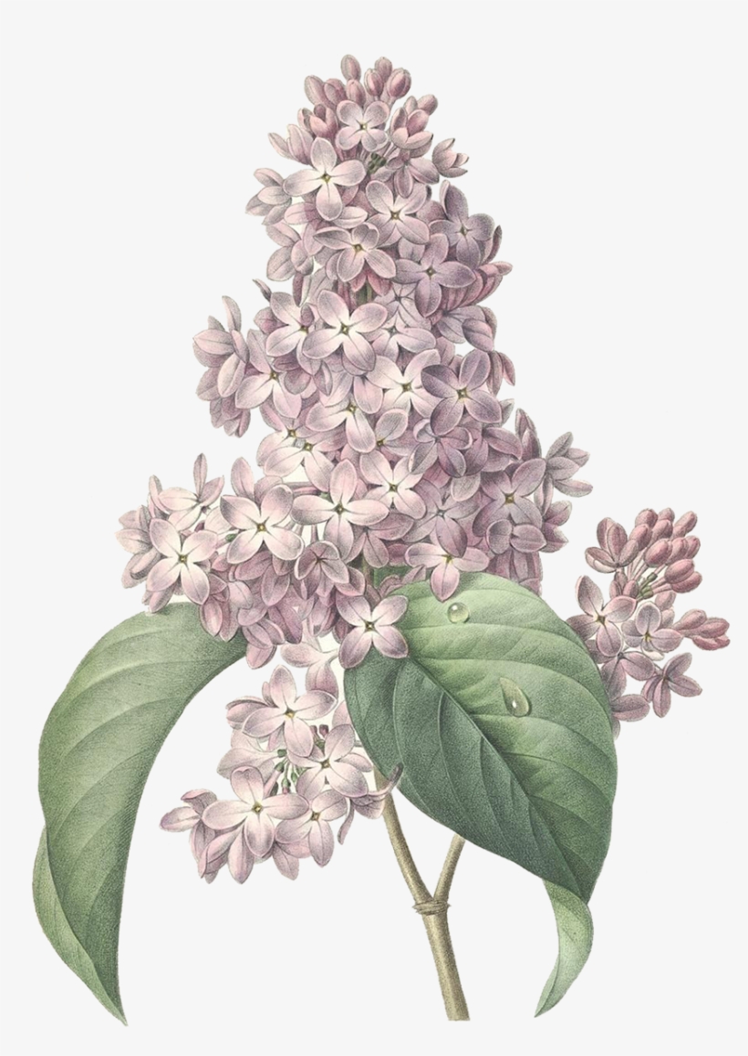 Png Tree - Botanical Maine Flower Prints, transparent png #2907732