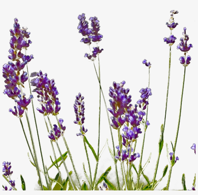 English Lavender, transparent png #2907782