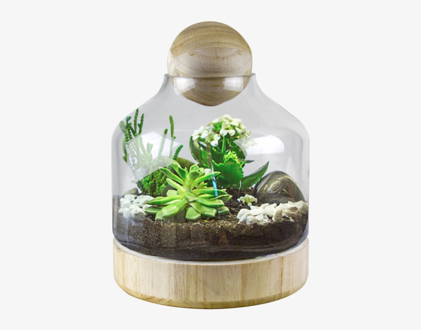 Glass Dome W/ Wood Base And Stopper H - Terrarium Wood Base, transparent png #2908437