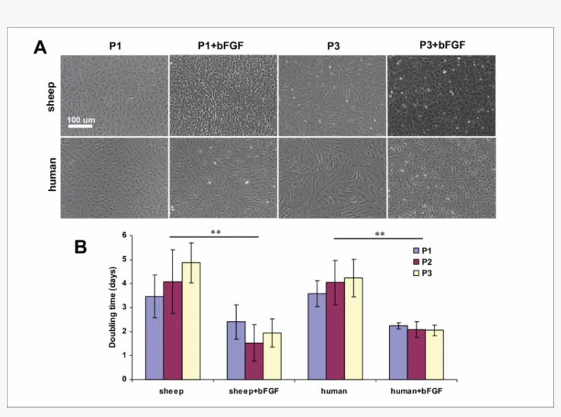 Effect Of Bfgf On Sheep And Human Auricular Chondrocyte - Diagram, transparent png #2908577
