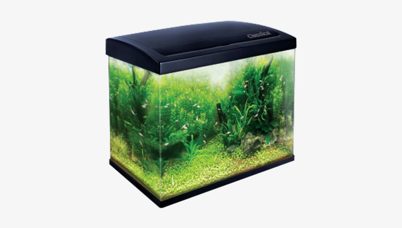 Aquarium, transparent png #2909488