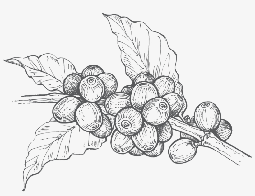 Granos De Cafe - Grano De Cafe Png, transparent png #2910913