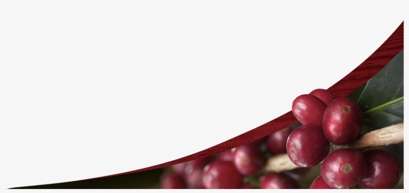 2016 Café Don Justo - Marcos Grano De Cafe, transparent png #2911487