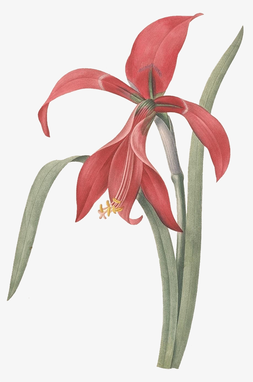 As Png Free Download - Pierre Joseph Redouté Kunstdruck: Aztec Lily / Redouté, transparent png #2911857