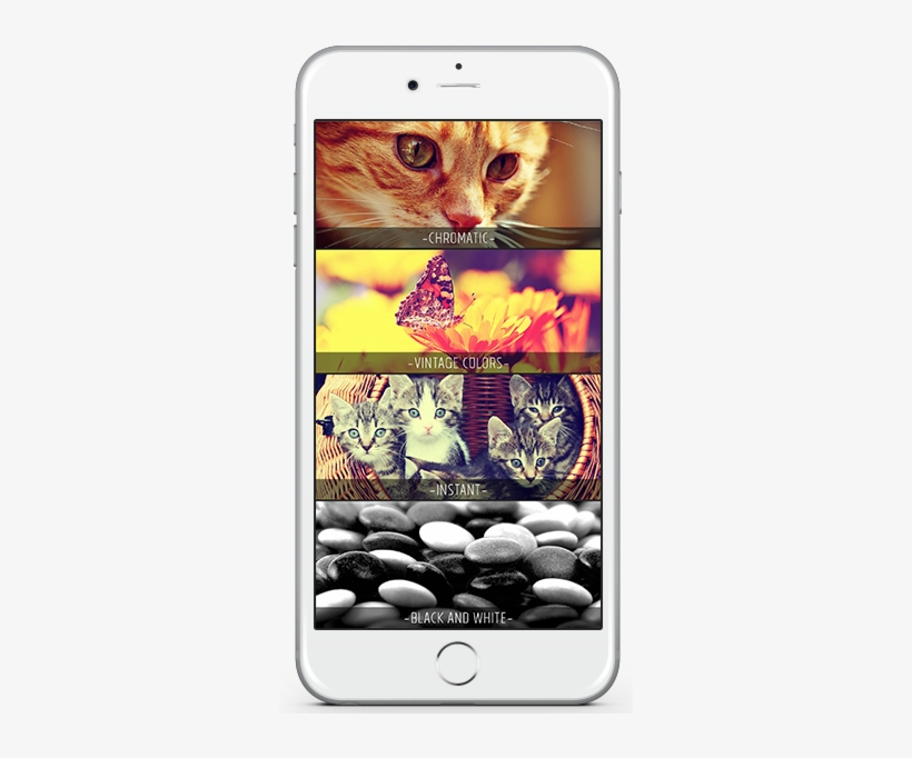 Live Filter Cam Slide - Kitten, transparent png #2911961