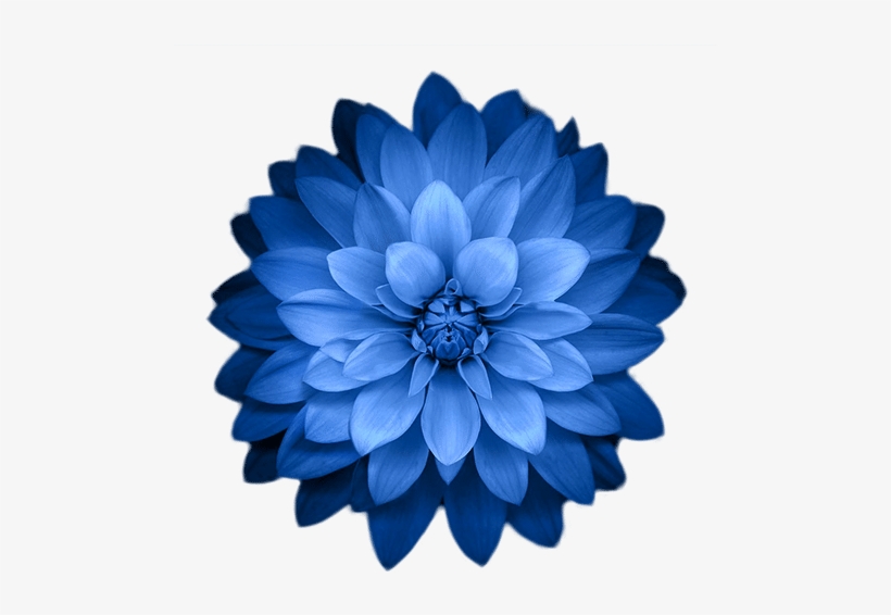 Ios Hd Wallpaper Flower - Free Transparent PNG Download - PNGkey