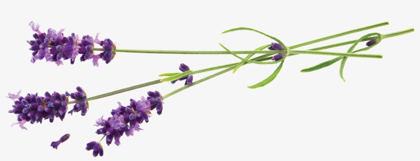 Plan A Small Retreat For Group Activities, Scrapbooking, - Lavender Foot Peel Mask - Callus And Dead Skin Exfoliation, transparent png #2914463