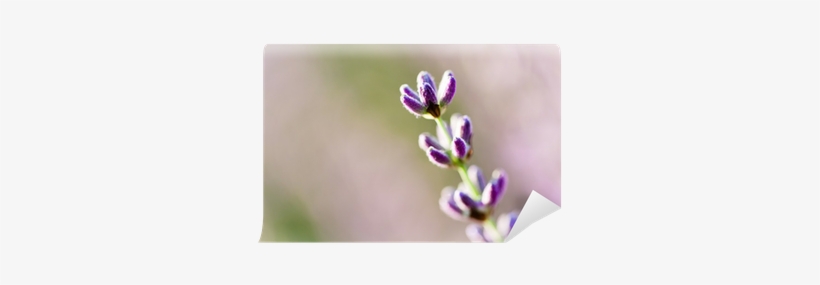 Lavender, transparent png #2914612