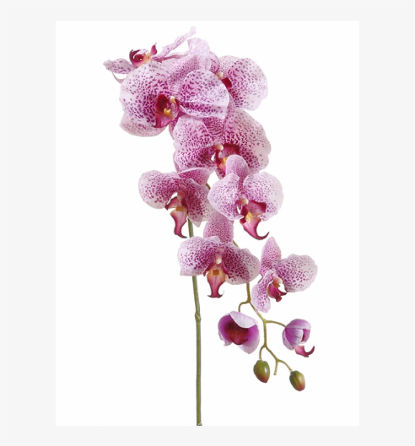 5" Phalaenopsis Orchid Spray With 9 Flowers And 3 Buds - Silk Plants Direct Phalaenopsis Orchid Spray - Lavender, transparent png #2914815