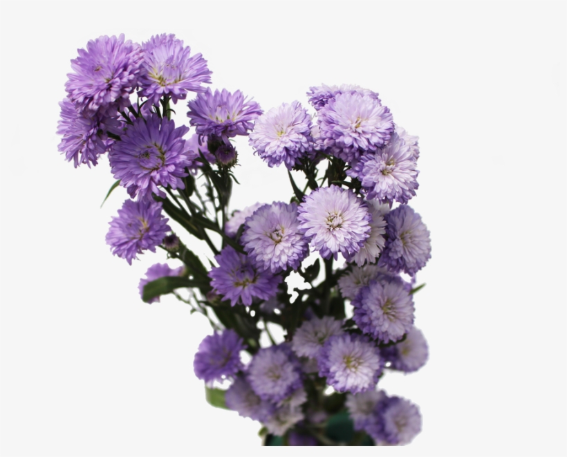 Aster Flowers Aster Flowers - Aster Flowers Png, transparent png #2914950