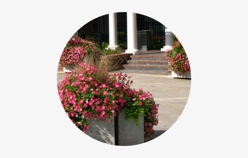 What Sets Us Apart From The Rest - Gaura, transparent png #2915071