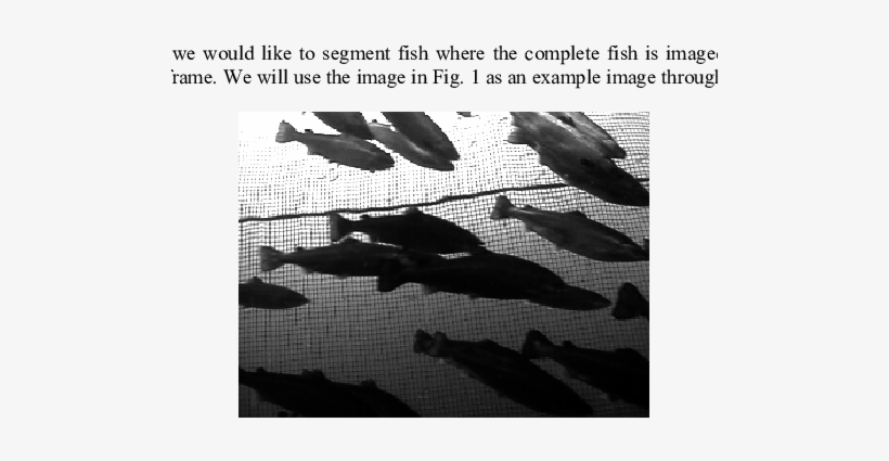 An Example Of A Medium Complex Image Of Fish Swimming - Boot, transparent png #2915192