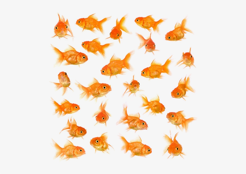 Little Fish Big Fish Swimming In The Water - Goldfish, transparent png #2915470