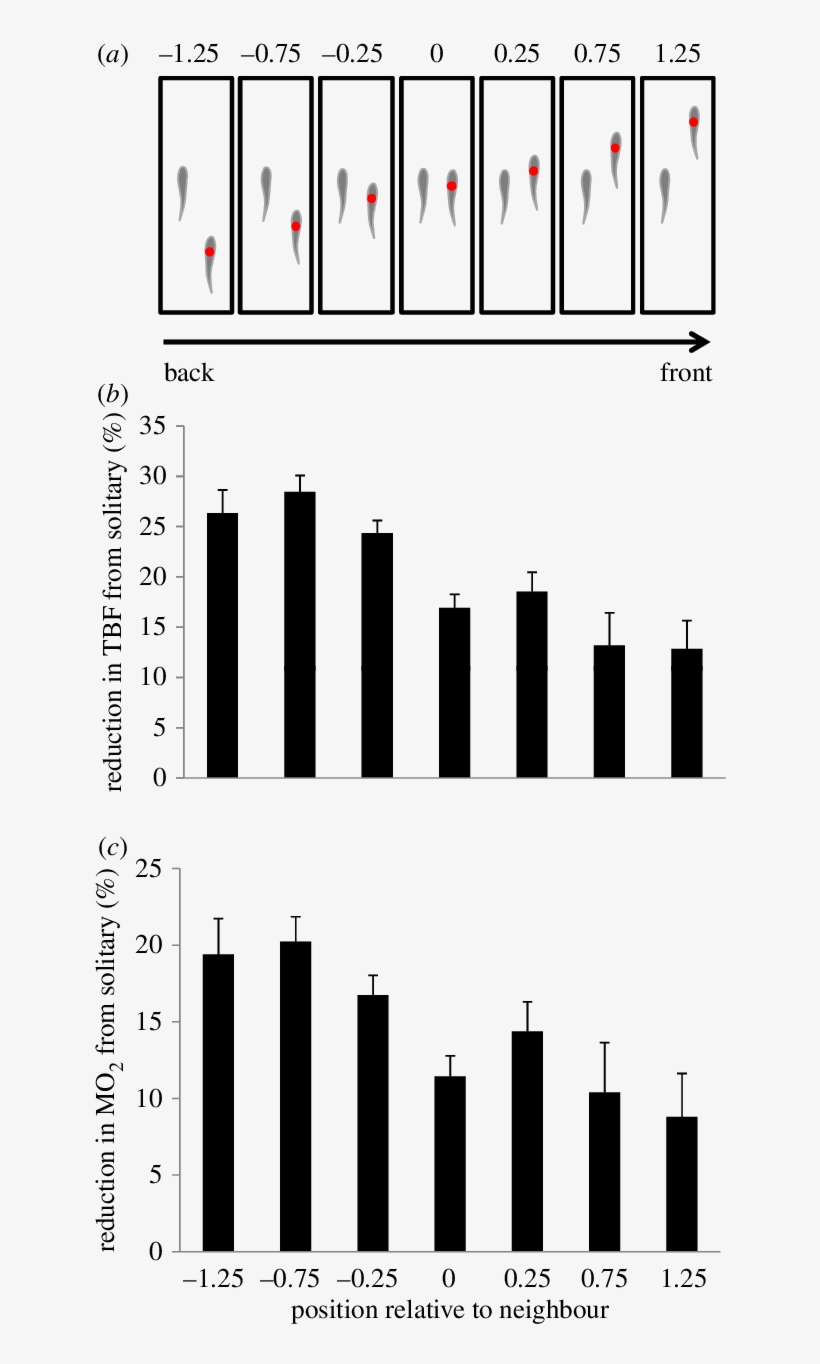 The Hydrodynamic Advantages Of Swimming In A School - School, transparent png #2915791
