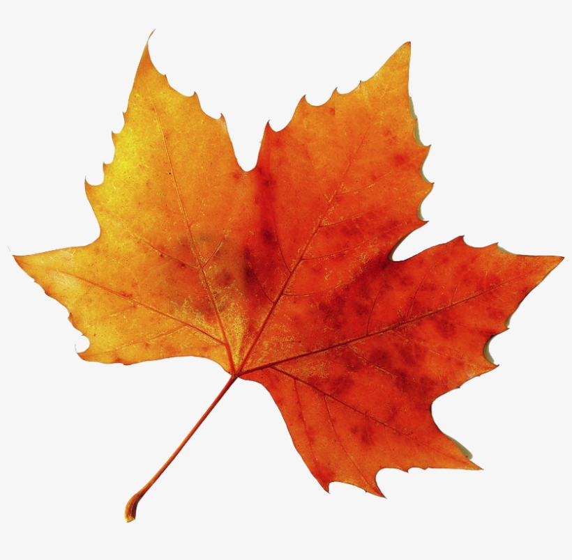 Static - Tumblr - Com - Orange Fall Leaf, transparent png #2917290