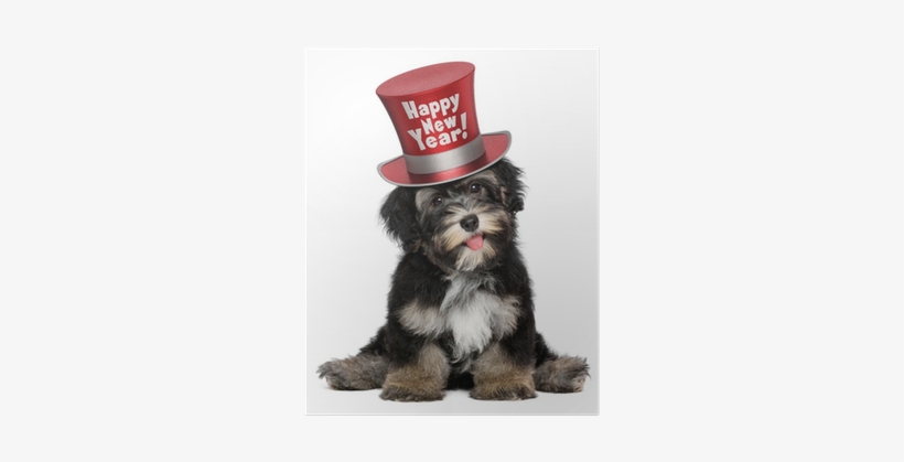 Cute Havanese Puppy Dog Is Wearing A Red Happy New - Havanese Black And Brown, transparent png #2917787