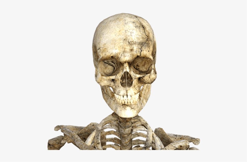 Skeleton Halloween Свелетон Скелет Sticker - Como Nos Tornamos Humanos, transparent png #2918112