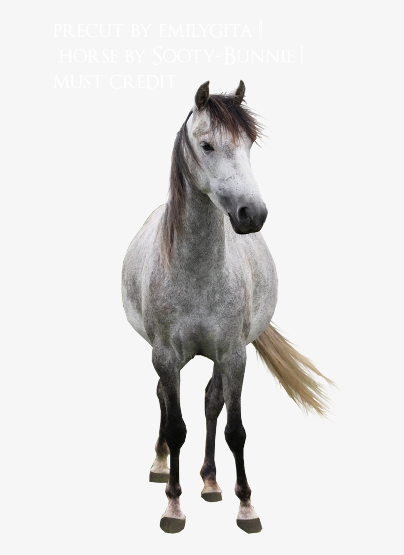 Deviantart Horse Png, transparent png #2919259