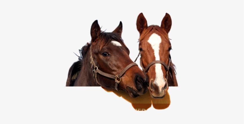 Responsibility For A Horse, transparent png #2919280