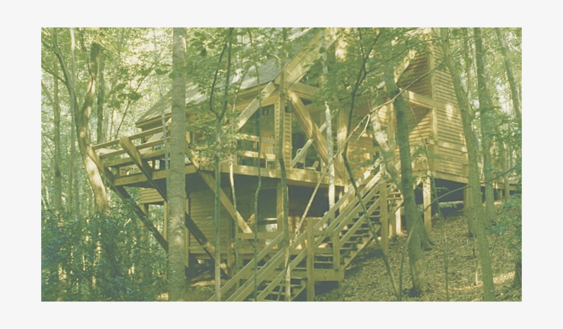 Tree, transparent png #2919432