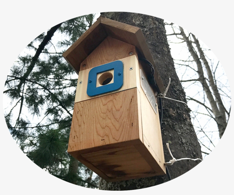 A Birdhouse Colonised By Blue Tits On The Edge Of The - Outhouse, transparent png #2921267