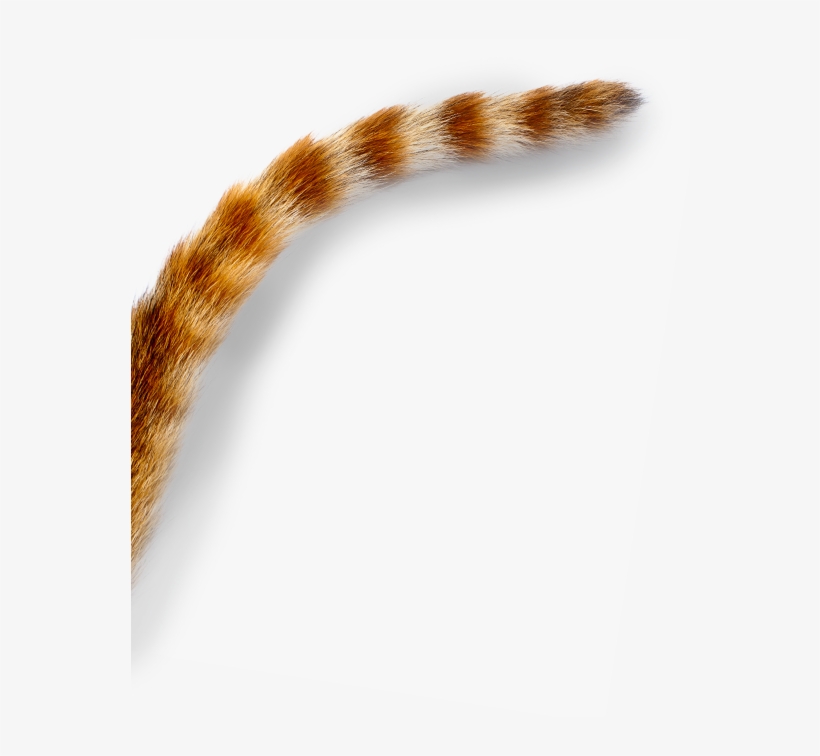Наклейка Ухо Рыбы Png - Eurasian Red Squirrel, transparent png #2921810