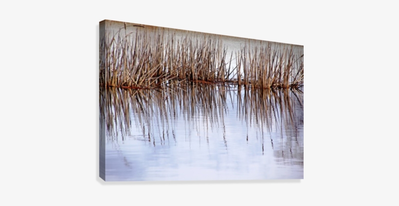 Cattail Abstract Ii Canvas Print - Artist, transparent png #2921875