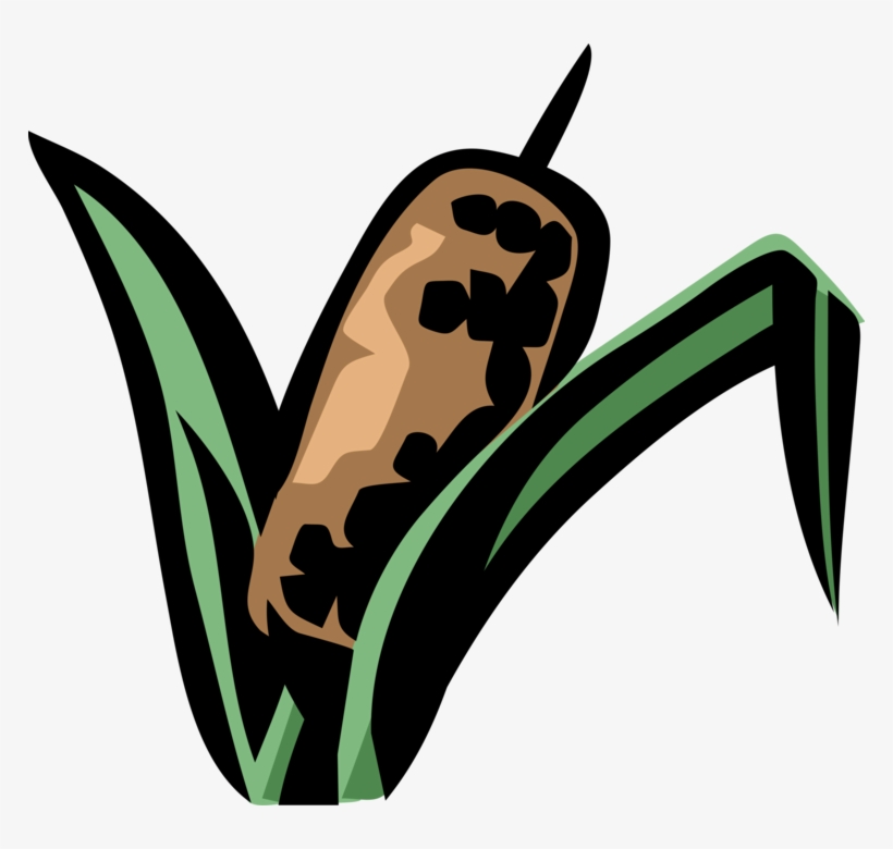 Vector Illustration Of Cattail Bulrushes Bulrush In, transparent png #2921927