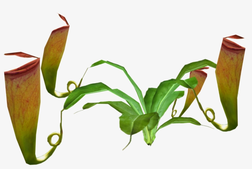 Madagascar Pitcher Plant - Pitcher Plant Full, transparent png #2922046