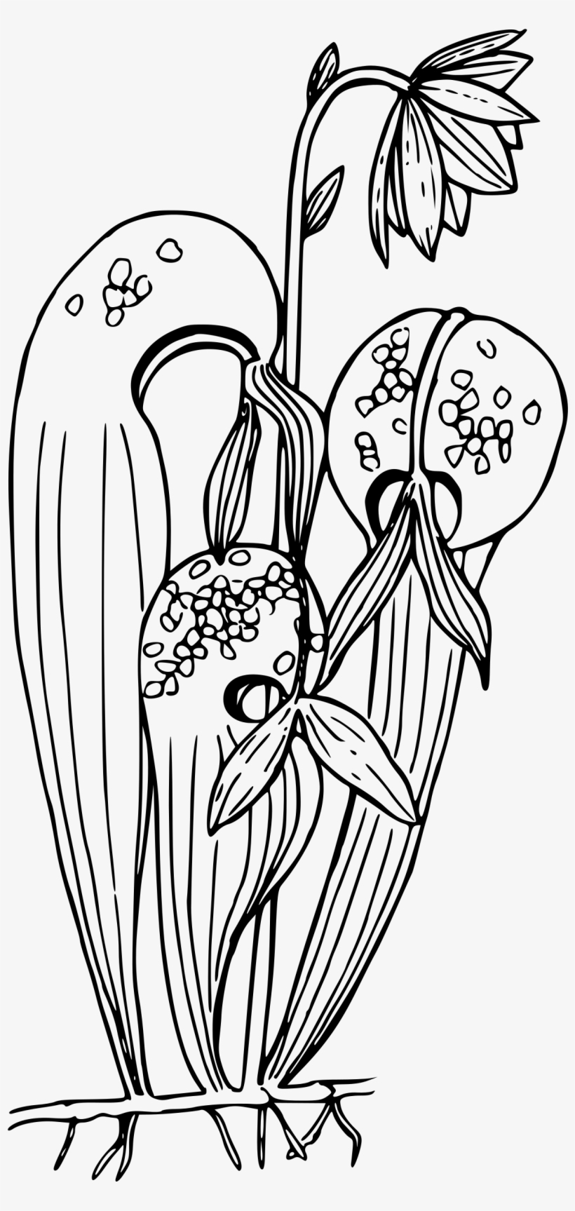 This Free Icons Png Design Of California Pitcher Plant, transparent png #2922091